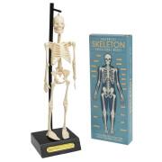 Anatomical skeleton model Rex London